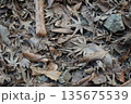 地面に落ちた落葉 135675539
