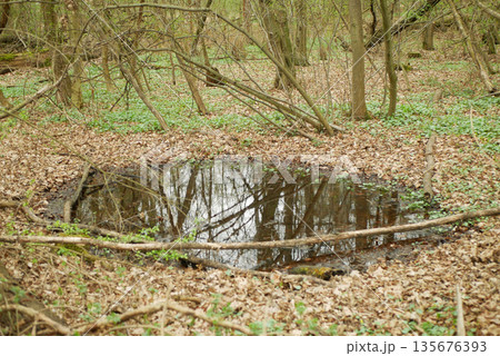 Floodplain water pool from flood snapshot at the center of the forest, dried brown green leaves and trees. Support diverse and productive produce most species-rich ecosystems. Nature flooded, wet Floodplain water pool from flood snapshot at the center of the forest, dried brown green leaves and trees. Support diverse and productive produce most species-rich ecosystems. Nature flooded, wet 135676393