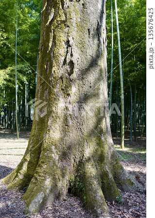 苔むした木 135676425
