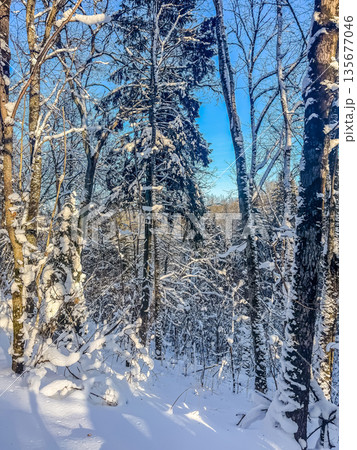 Sunlight and shadows in a snowy winter forest. 135677046