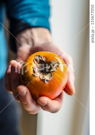 Mans hand holding a ripe persimmon fruit, kaki Mans hand holding a ripe persimmon fruit, kaki 135677050