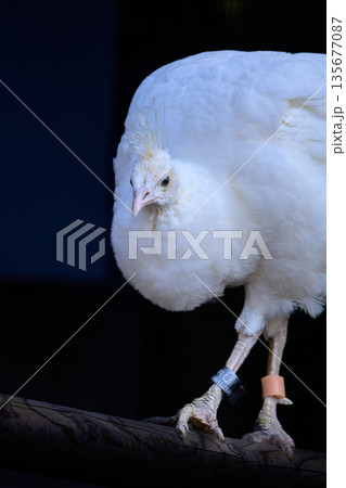 野毛山動物園のインドクジャク、シロクジャク、白い鳥、メスのインドクジャク 野毛山動物園のインドクジャク、シロクジャク、白い鳥、メスのインドクジャク 135677087