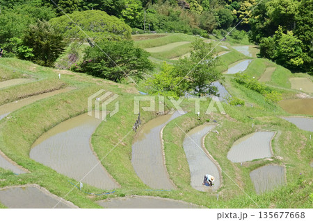 千葉県 大山千枚田 135677668