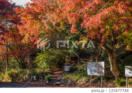 浜松市の鳥羽山公園の紅葉の風景(静岡県) 135677788
