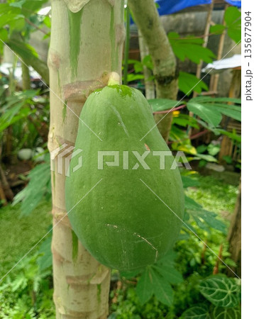 Unripe Green Papaya Fruit Hanging on Tree Trunk in Tropical Organic Farm 135677904