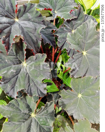 Dark Begonia Rex Leaves with Textured Jagged Edges and Deep Red Undersides Dark Begonia Rex Leaves with Textured Jagged Edges and Deep Red Undersides 135677906