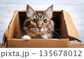 ダンボールに入った茶トラ猫 135678012