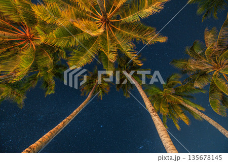 Bright sunrise sky and green palm leaves viewed from below, tropical summer nature pattern background with clean copy space, relaxing mood and travel lifestyle concept Bright sunrise sky and green palm leaves viewed from below, tropical summer nature pattern background with clean copy space, relaxing mood and travel lifestyle concept 135678145