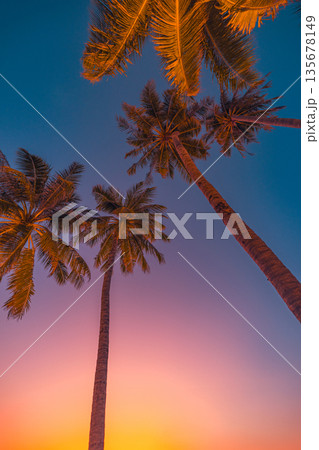 Fantastic sunset sky framed by palm tree leaves looking up creating an inspiring tropical nature background with warm light and peaceful summer atmosphere 135678149