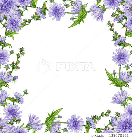 Blooming chicory flowers square frame decoration element watercolor illustration. Hand drawn Cichorium intybus medicinal plant on white background. Chicory meadow wildflower frame rustic design decor 135678191