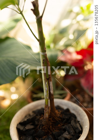 Mango Root Grafting to Strengthen Trees and Improve Disease Resistance Mango Root Grafting to Strengthen Trees and Improve Disease Resistance 135678205