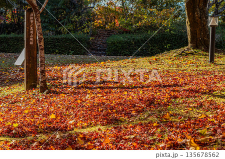 浜松市の鳥羽山公園の紅葉の風景(静岡県) 浜松市の鳥羽山公園の紅葉の風景(静岡県) 135678562