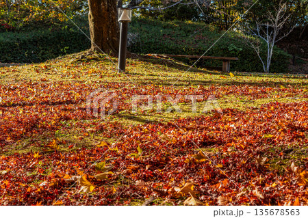 浜松市の鳥羽山公園の紅葉の風景(静岡県) 135678563