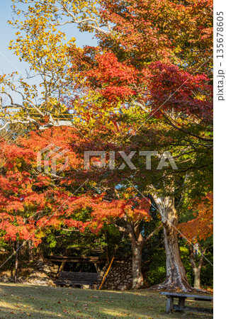 浜松市の鳥羽山公園の紅葉の風景(静岡県) 浜松市の鳥羽山公園の紅葉の風景(静岡県) 135678605