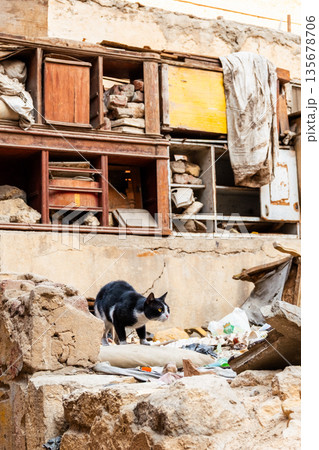 A black and white cat walks cautiously on a rocky street in Cairo. The background features old buildings and scattered debris. A black and white cat walks cautiously on a rocky street in Cairo. The background features old buildings and scattered debris. 135678706