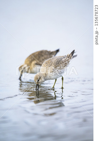 採餌する2羽のコオバシギ 135678723