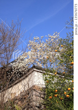 京都北山 ハクモクレンの有名な招善寺 京都北山 ハクモクレンの有名な招善寺 135678773