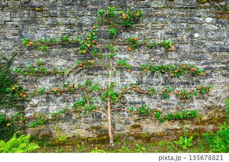 Espalier apple tree growing on stone wall 135678821