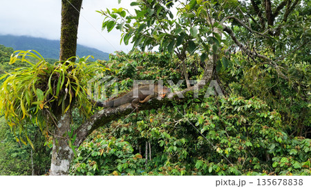 Green iguana resting on a tree branch in costa rica rainforest Green iguana resting on a tree branch in costa rica rainforest 135678838