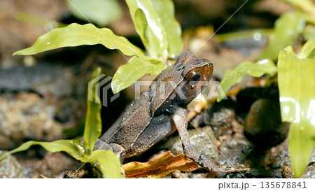Frog resting on forest floor in costa rica 135678841