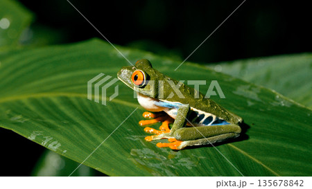 Red eyed tree frog resting on a green leaf in costa rica 135678842