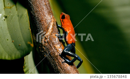 Red poison dart frog climbing tree branch Red poison dart frog climbing tree branch 135678848