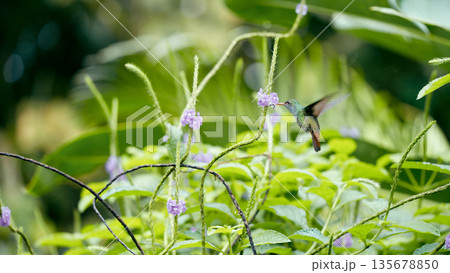 Hummingbird feeding on purple flower in costa rican forest 135678850
