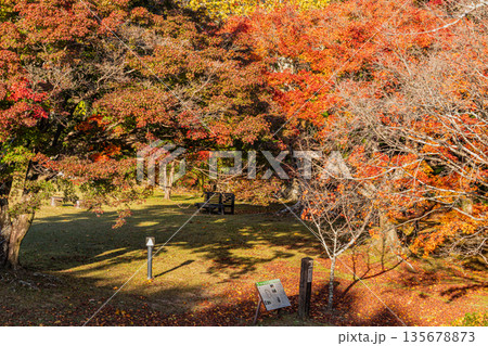 浜松市の鳥羽山公園の紅葉の風景(静岡県) 135678873