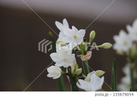 冬の庭に咲く白いフサザキスイセンの花 135679054