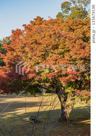 浜松市の鳥羽山公園の紅葉の風景(静岡県) 浜松市の鳥羽山公園の紅葉の風景(静岡県) 135679196