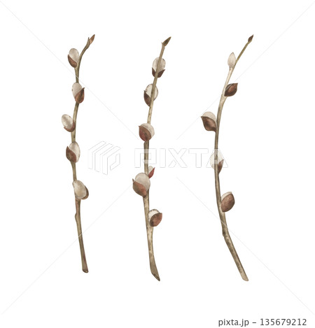 Willow twigs isolated on a white background. The watercolor illustration is drawn in watercolor in a botanical style, in beige, brown shades. Suitable for decorating Easter cards, holiday, packaging 135679212