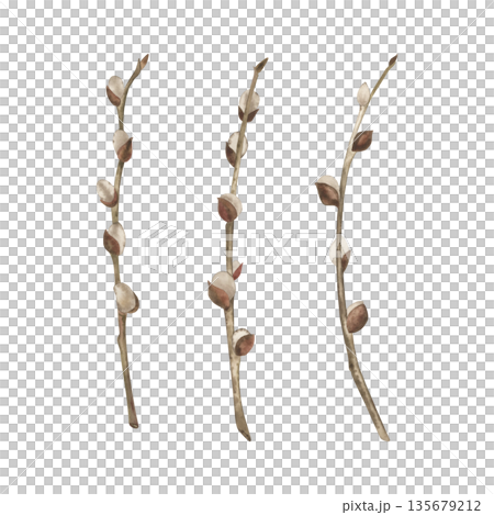 Willow twigs isolated on a white background. The watercolor illustration is drawn in watercolor in a botanical style, in beige, brown shades. Suitable for decorating Easter cards, holiday, packaging 135679212