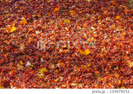 浜松市の鳥羽山公園の紅葉の風景(静岡県) 135679252