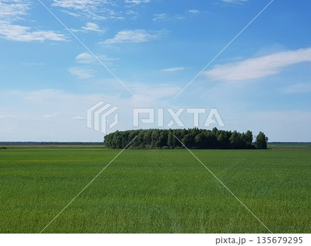 Green field with a distant forest under a blue sky with light clouds. Vast natural landscape for backgrounds and environmental themes. 135679295