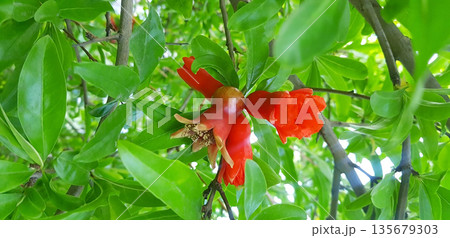 Vibrant red pomegranate flower and bud growing on branch. Natural floral beauty in summer garden. Agriculture and nature concept. 135679303