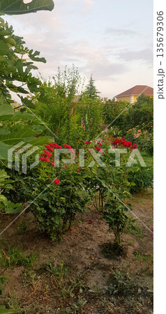 Lush green backyard garden with red roses blooming. Natural beauty and vibrant flora for springtime background, gardening concept. Lush green backyard garden with red roses blooming. Natural beauty and vibrant flora for springtime background, gardening concept. 135679306