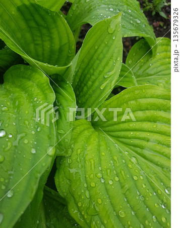 Fresh green leaf with dew drops. Vibrant natural background from healthy foliage. Garden plant close-up for nature concept design. 135679326