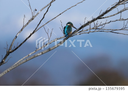 カワセミ kingfisher カワセミ kingfisher 135679395