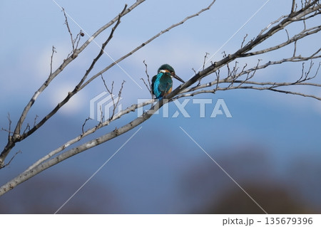 カワセミ kingfisher 135679396