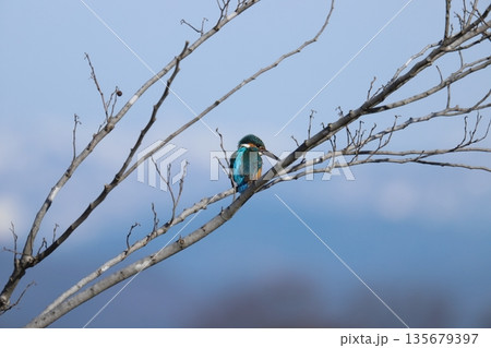 カワセミ kingfisher 135679397