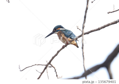 カワセミ kingfisher 135679401
