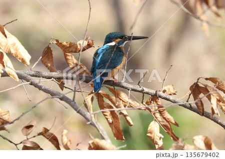 カワセミ kingfisher カワセミ kingfisher 135679402