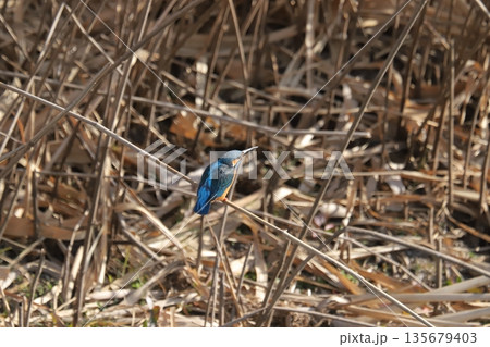 カワセミ kingfisher 135679403