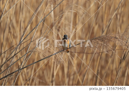 カワセミ kingfisher 135679405