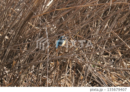 カワセミ kingfisher 135679407