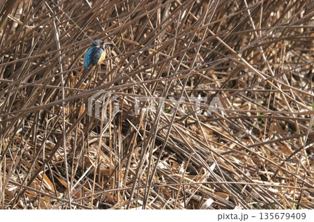 カワセミ kingfisher カワセミ kingfisher 135679409