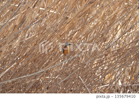 カワセミ kingfisher カワセミ kingfisher 135679410