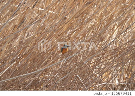 カワセミ kingfisher 135679411