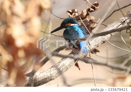 カワセミ kingfisher 135679421