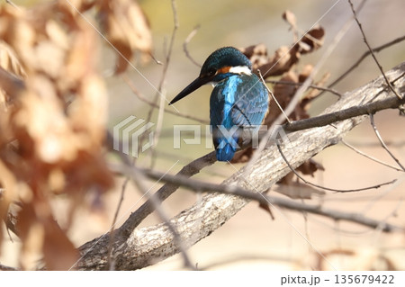 カワセミ kingfisher 135679422